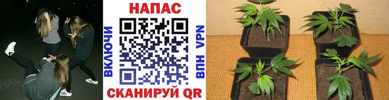 Бошки марихуана LSD WEED Темрюк
